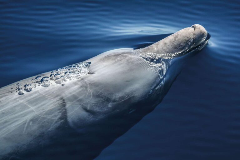 beaked whales genotyping featured