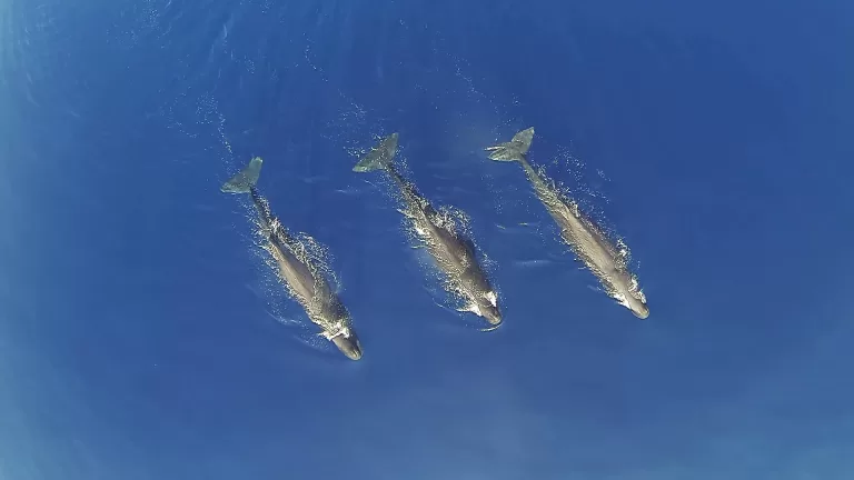 Sperm whales
