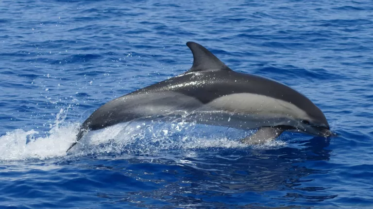 dolphin