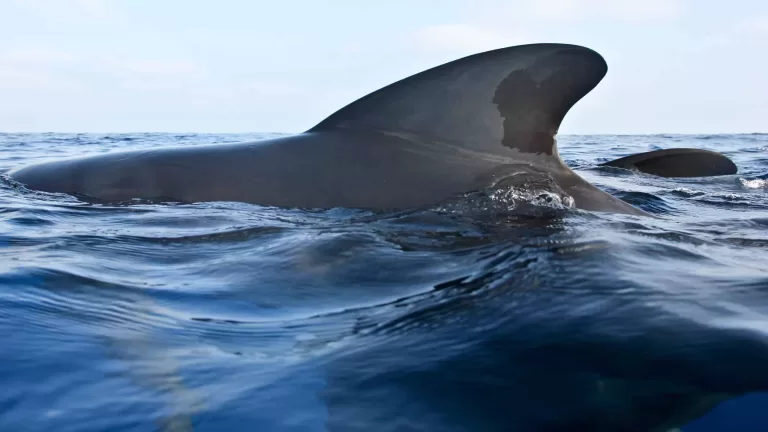 pilot whale