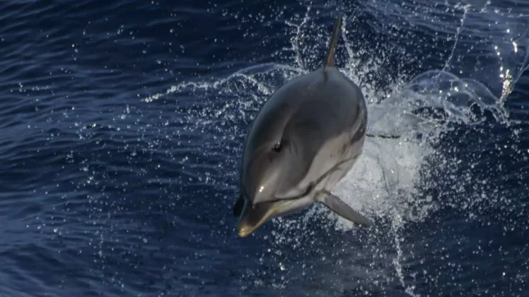 Stenella-salto